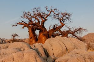 Picture of baobab tree in the desert 