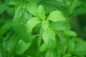 Stevia plant close up