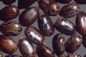 close up of castor beans